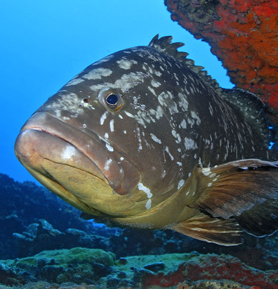 Dive Center Corralejo - listado