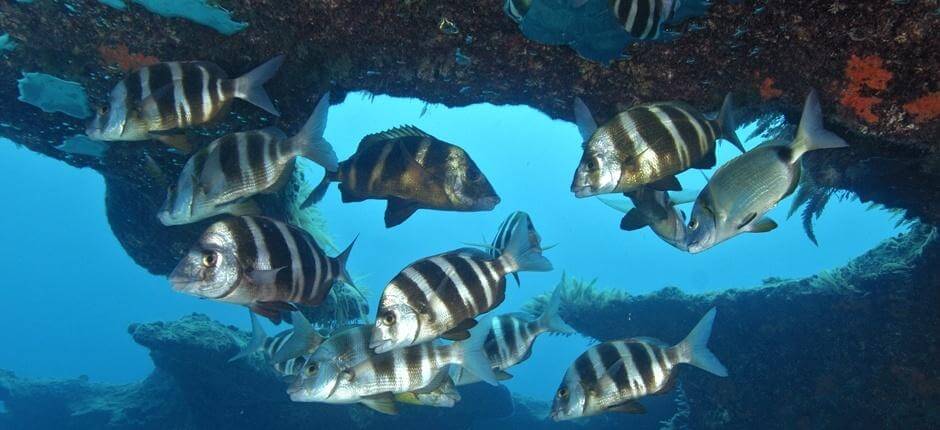 Faire de la plongée à Bajón del Río, à Fuerteventura