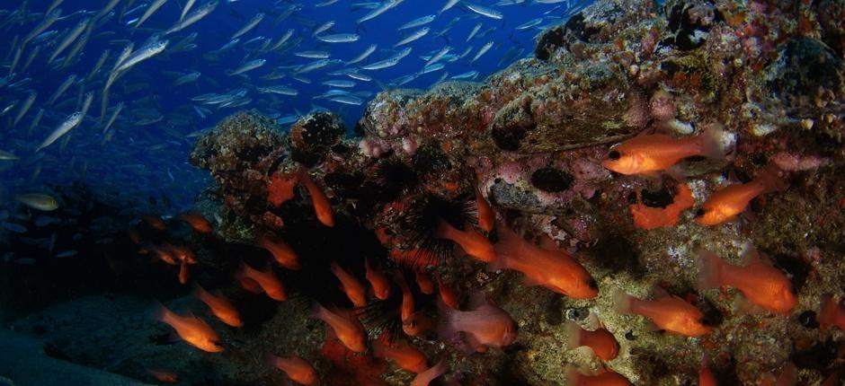 Nurkowanie w Veril Grande na wyspie Fuerteventura