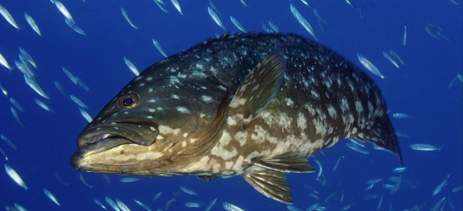 Veril Grande Plongée sous-marine à Fuerteventura