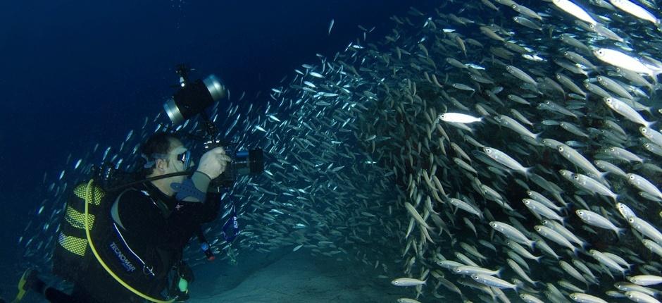 Scuba Diving in Veril Grande  in Fuerteventura