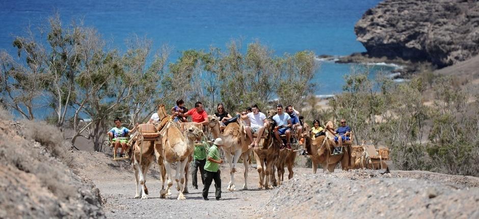 Oasis Park Fuerteventura, Dyrehager på Fuerteventura