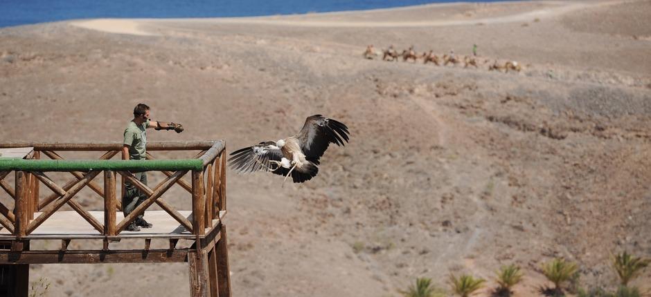 Oasis Park Fuerteventura, Fuerteventura’s Zoos