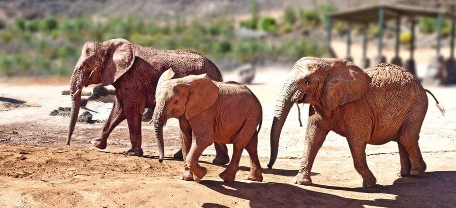 Oasis Park Fuerteventura, Dyrehager på Fuerteventura