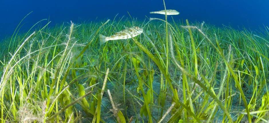 Duiken in El Jablito Scubaduiken op Fuerteventura