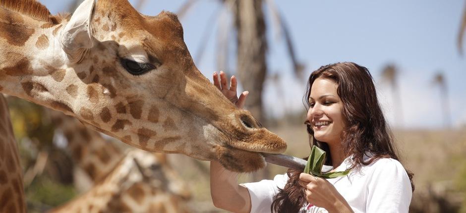 Oasis Park Fuerteventura Zoos auf Fuerteventura